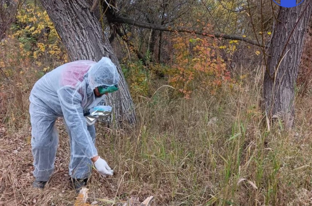 Саратовские ветеринары разложили в лесах 300 тысяч приманок с вакциной от бешенства